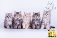 Сибирские котята традиционных окрасов от Чемпионов!, Сибирская Кошка