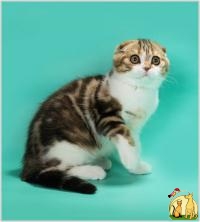 Очень красивый шотландский котенок, Скоттиш Фолд