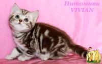 Британские котята шоколадный мрамор с документами, Британская Короткошерстная Кошка
