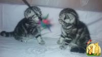 Шотландские мраморные котята, Скоттиш Фолд
