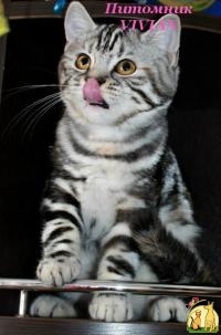 Британские мраморные котята из питомника VIVIAN, Британская Короткошерстная Кошка