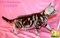 Британские котята шоколадный мрамор с документами, Британская Короткошерстная Кошка