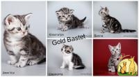 Предлагаются к продаже котята Американской короткошерстной породы, Американская Короткошерстная Кошка