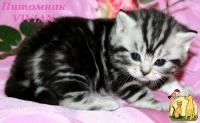 Британские котята черный мрамор на серебре ШОУ класс., Британская Короткошерстная Кошка