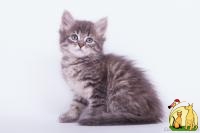 Жульен - отличный компаньон!, Сибирская Кошка
