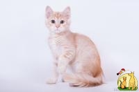 Замечательный Енисей!, Сибирская Кошка