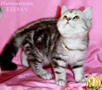 Британские котята шоколадный мрамор на серебре, Британская Короткошерстная Кошка
