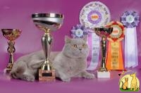 Победитель международной выставки. Британский кот приглашает на вязку., Британская Короткошерстная Кошка