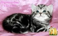 Британские котята вискас ШОУ класс., Британская Короткошерстная Кошка