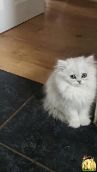 Healthy Persian kittens available, ЛаПерм Длинношерстный