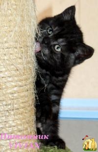 Британские котята черный дым с документами, Британская Короткошерстная Кошка
