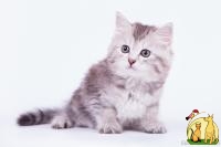 Сибирская красавица!, Сибирская Кошка