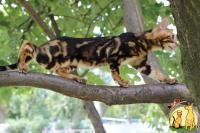 Продам Мраморного Бенгальского Котенка, бенгальские котята, Бенгальская Кошка