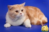 Шотландский кот для вязки вислоухих кошек, Скоттиш Страйт