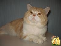 Шотландский кот для вязки вислоухих кошек, Скоттиш Страйт