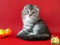 Шотландский очаровательный длинношерстный (хайленд) вислоухий котенок, Скоттиш Фолд