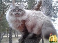 Продаются,котят породы Сибирская (Невская Маскарадная), Невская Маскарадная