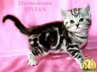 Британские котята черный мрамор на серебре ШОУ класс., Британская Короткошерстная Кошка