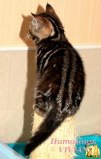Британская девочка мраморная черепашка ЩОУ класс., Британская Короткошерстная Кошка