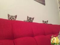 Американские короткошерстные котята, Американская Короткошерстная Кошка