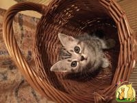 Американские короткошерстные котята, Американская Короткошерстная Кошка