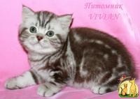 Британские котята шоколадный мрамор на серебре ШОУ класс., Британская Короткошерстная Кошка