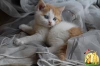 продам британского котенка, Бразильская Короткошерстная