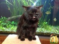 Британский кот для вязки Киев, Британская Короткошерстная Кошка