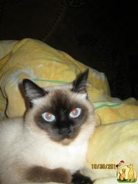 Сиамская красавица кошка Сима  вязка, Сиамская Кошка