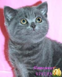 Британская голубая девочка из питомника., Британская Короткошерстная Кошка