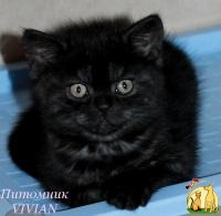Британские котята черный дым из питомника., Британская Короткошерстная Кошка