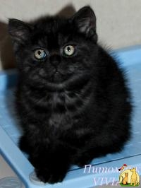 Британские котята черный дым из питомника., Британская Короткошерстная Кошка