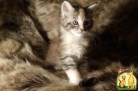 Шикарные котята мейн-кун от родителей-чемпионов, Мейн Кун