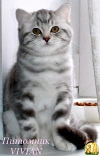 Британские котята голубой мрамор на серебре ., Британская Короткошерстная Кошка
