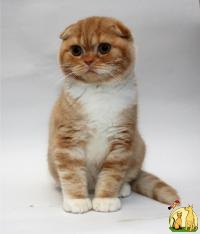 Вислоухий котенок от клубных родителей, Скоттиш Фолд