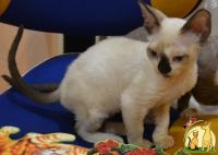 Шикарный котёнок породы Девон-Рекс, Девон Рекс