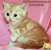 Британские котята красный мрамор на серебре ШОУ класс., Британская Короткошерстная Кошка