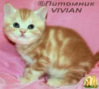 Британские котята красный мрамор на серебре ШОУ класс., Британская Короткошерстная Кошка