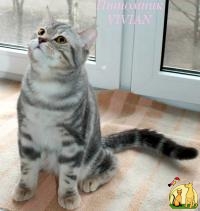 Британский клубный котик-подросток 5000 руб., Британская Короткошерстная Кошка