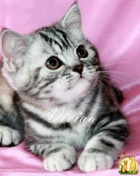 Британские котята вискас с документами., Британская Короткошерстная Кошка