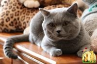 Приглашаем на вязку, Британская Короткошерстная Кошка