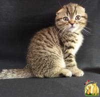 Продам шотландского алиментного (котенок первого выбора) котенка Scottish Fold SFS 24, Black spotted tabby, по кличке Tiger! Родился 07 марта 2017. Малыш очень ласк, Скоттиш Фолд