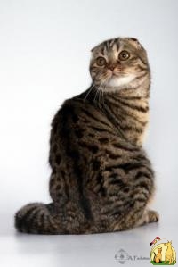 Продам шотландского алиментного (котенок первого выбора) котенка Scottish Fold SFS 24, Black spotted tabby, по кличке Tiger! Родился 07 марта 2017. Малыш очень ласк, Скоттиш Фолд