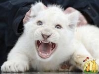 Lovely exotic shorters cats White Tiger Cubs, Cheetah Cubs, kittens etc bangal catsAnd Sheeps For Sale, Балинезийская Кошка