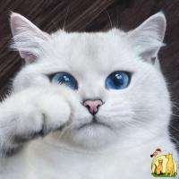 Lovely exotic shorters cats White Tiger Cubs, Cheetah Cubs, kittens etc bangal catsAnd Sheeps For Sale, Китайская Ли Хуа