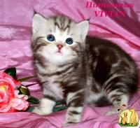 Британские котята шоколадный мрамор на серебре ШОУ класс., Британская Короткошерстная Кошка