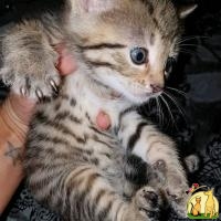 Lovely And, White Tiger Cubs, Cheetah Cubs, african serval For Sale, Йорк