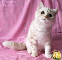 Британский котик мраморного окраса из питомника., Британская Короткошерстная Кошка