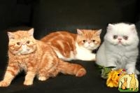 Котята экзоты/персы - милые живые плюшевые игрушки, Экзотическая Короткошерстная