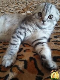 Продается очень красивый и нежный шотландский вислоухий котик вискасного окраса, котенок первого выбора из помета, крупный, имеет идеальн, Скоттиш Фолд